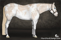 Horse Color:White Spotted Red Dun Ice Roan Splash Rabicano 