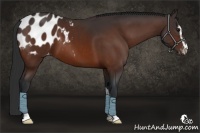 Horse Color:Brown Sabino Appaloosa 