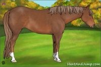 Horse Color:Chestnut 
