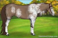 Horse Color:White Spotted Liver Red Dun Sabino 