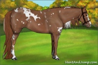 Horse Color:White Spotted Chestnut Sabino 