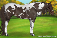 Horse Color:White Spotted Liver Chestnut Tobiano 