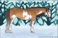 Horse Color:Buckskin Splash 