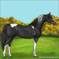 Horse Color:Liver Chestnut Tobiano 