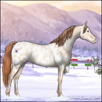 Horse Color:White Spotted Sable Champagne Pearl Dun Near Leopard 