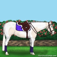 Horse Color:Cremello Tobiano Appaloosa 