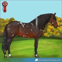 Horse Color:White Spotted Brown 