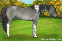 Horse Color:Blue Roan Tobiano