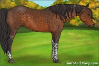 Horse Color:Buckskin Tobiano 