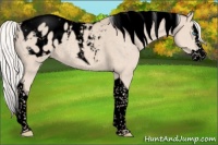 Horse Color:Void Silver Smoky Creme Splash Tobiano Appaloosa Rabicano 