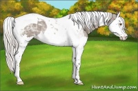 Horse Color:Silver Grullo Splash Tobiano Appaloosa 