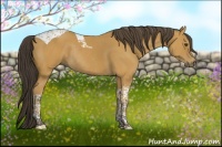 Horse Color:Buckskin Tobiano Rabicano 