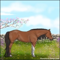 Horse Color:Brown Tobiano Rabicano 