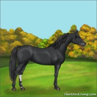 Horse Color:Black Appaloosa