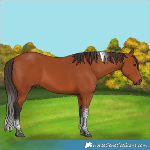 Horse Color:Bay Tobiano Rabicano