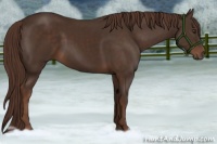 Horse Color:Liver Chestnut Rabicano 