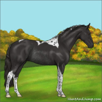 Horse Color:Liver Chestnut Tobiano Rabicano 