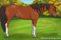 Horse Color:Bay Tobiano Rabicano 
