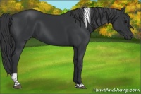 Horse Color:Black Tobiano Rabicano 
