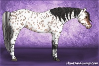 Horse Color:Bay Roan Appaloosa 