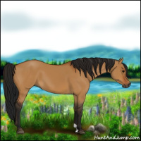 Horse Color:Gray Bay Dun 