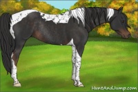 Horse Color:Liver Chestnut Tobiano Rabicano 