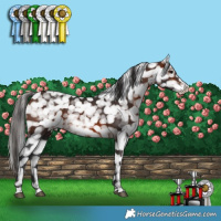 Horse Color:Bay Appaloosa 