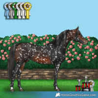 Horse Color:Bay Appaloosa 