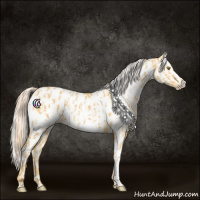 Horse Color:Palomino Appaloosa and Gray Palomino Appaloosa