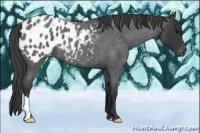 Horse Color:Blue Roan Appaloosa 