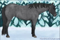 Horse Color:Blue Roan Appaloosa