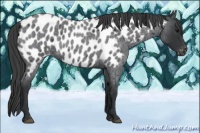 Horse Color:Blue Roan Near Leopard