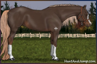 Horse Color:Liver Chestnut 