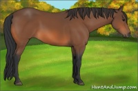 Horse Color:Bay 