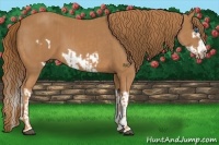Horse Color:Chestnut Splash Frame  and Chestnut Splash Frame 