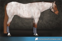 Horse Color:Red Roan Tobiano 