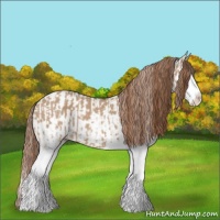 Horse Color:Red Dun Splash  and Red Dun Splash Appaloosa 