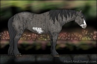 Horse Color:Black Frame  and Grullo Frame 