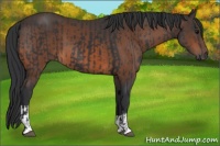 Horse Color:Black  and Brown 