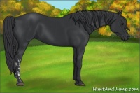 Horse Color:Black  and Black 