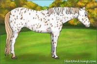 Horse Color:Chestnut Appaloosa