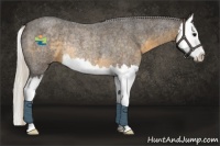 Horse Color:Silver Smoky Blue Roan Splash Rabicano 