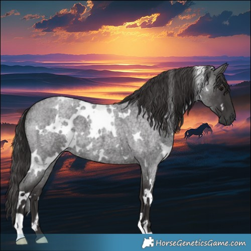 Horse Color:White Spotted Smoky Blue Roan 