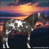 Horse Color:White Spotted Smoky Blue Roan 