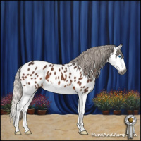 Horse Color:Gray Silver Brown Roan Splash Appaloosa 