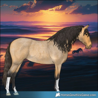 Horse Color:Buckskin Roan 