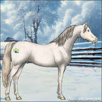 Horse Color:Perlino Roan 