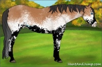 Horse Color:White Spotted Bay Splash 