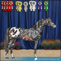 Horse Color:Brown Appaloosa 