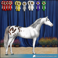 Horse Color:Brown Appaloosa 